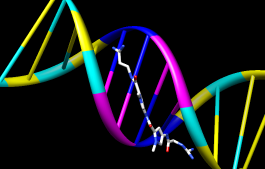 nucleotide ladder