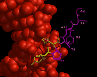 Image of protein bound to DNA
