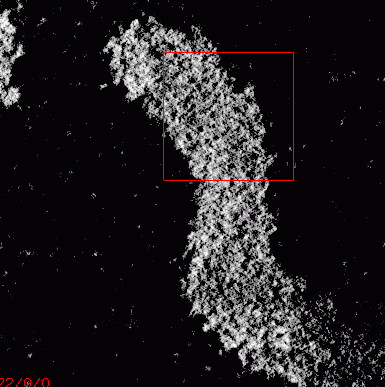 Slice of embryo11.xyzw