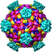 Reovirus core, 1ej6