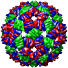 Bacteriophage Fr, 1fr5