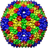 Bacteriophage PRD1 Wt Model, 1hb9