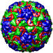 Human Rhinovirus 1A, 1r1a