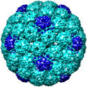 Murine Polyomavirus, 1sid