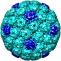 Simian Virus 40 (SV40), 1sva