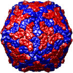 Rice Dwarf Virus inner layer, 1uf2_t2