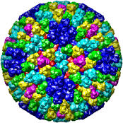 Bluetongue Virus, 2btv