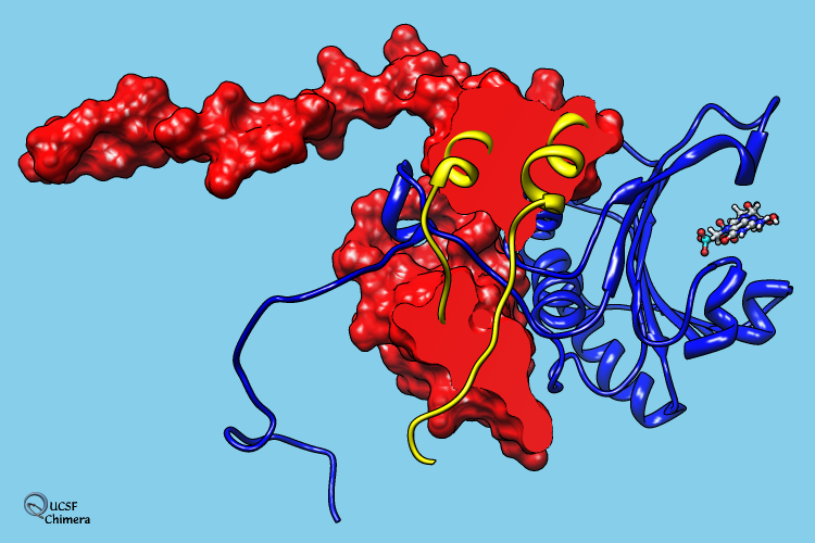 Molecular Bracelet