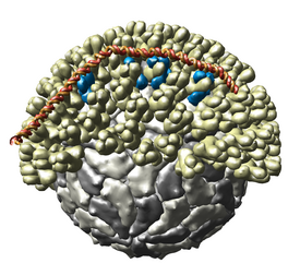 click for more info... Multiscale Models