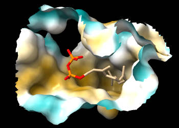 lipophilicity