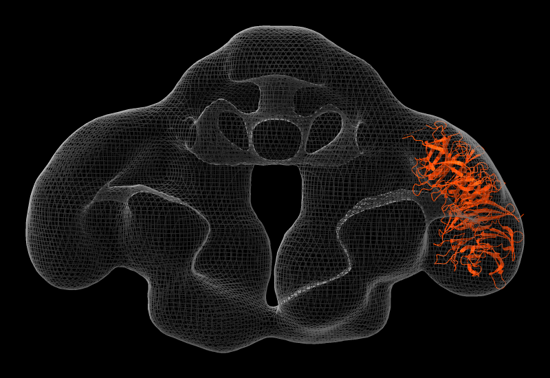 click to enlarge... Elp2 fit into map of Elongator subcomplex