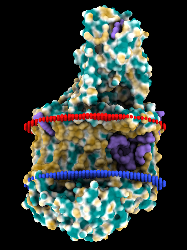 membrane protein with lipophilicity coloring
