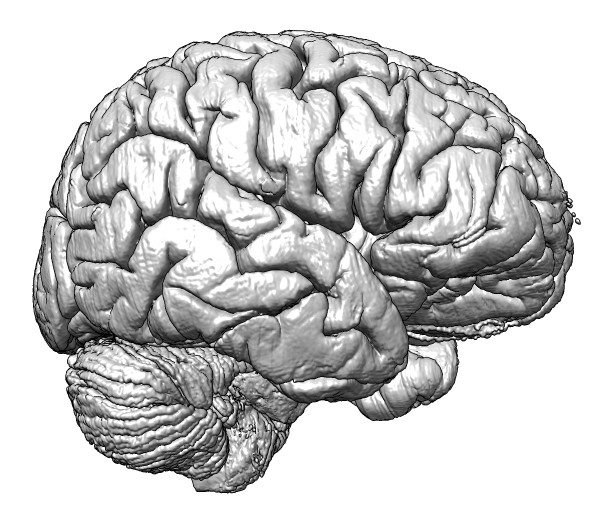 BigBrain: An Ultrahigh-Resolution 3D Human Brain Model