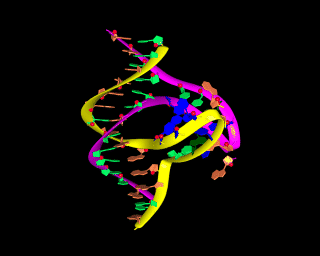 Image of Slip-Loop DNA