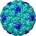 Human Papillomavirus 16 L1, 1l0t