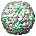 Human Rhinovirus 16, 1aym