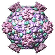 Reovirus core, 1ej6