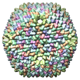 Bacteriophage PRD1, 1gw7