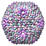 Bacteriophage PRD1 SUS1 mutant model, 1hb7