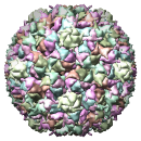 Bacteriophage HK97 ProheadII, 1if0