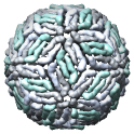 Dengue virus, 1k4r