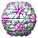 Chimeric Human Rhinovirus 14 w/ HIV1-V3 Loop, 1k5m