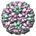 Tomato Aspermy Virus, 1laj