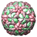 Human Rhinovirus 1A, 1r1a