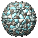 Human poliovirus 1 strain mahoney, 2plv