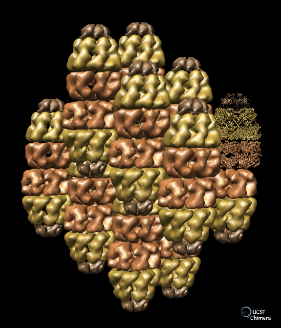 Chaperonin crystal packing