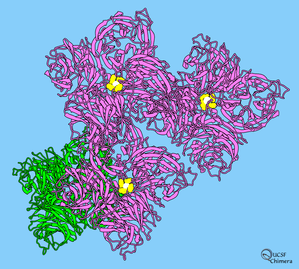 influenza B neuraminidase as flowers