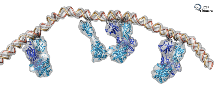 Contacts between capsid and RNA
