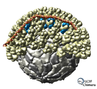 Bluetongue virus with viral RNA