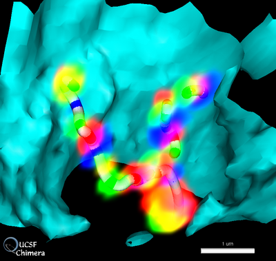 fluorescently labeled chromosome