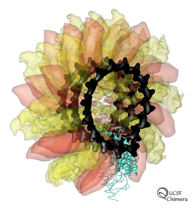 Ribgrass mosaic virus face view