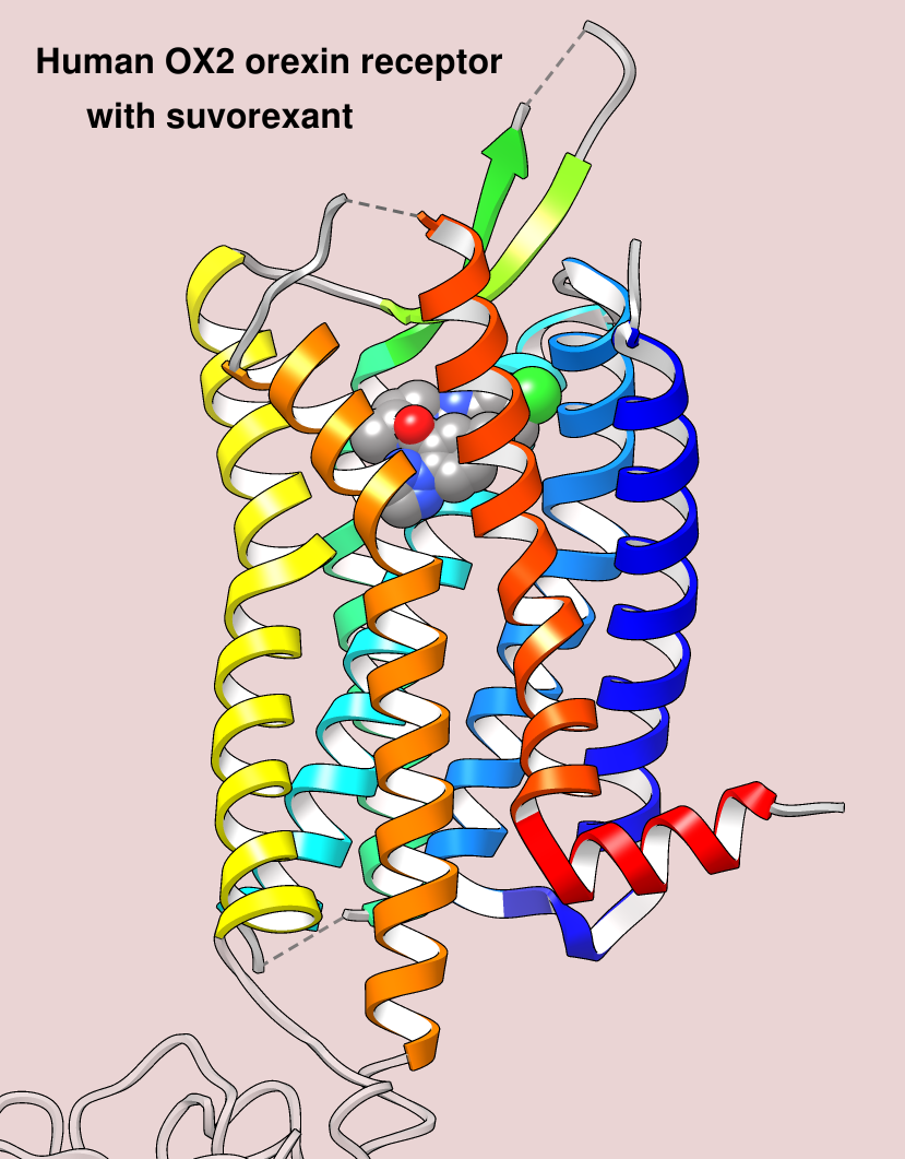 orexin receptor and suvorexant, view 1