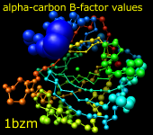 alpha-carbon bfactor