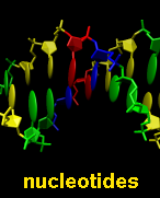 nucleotides VRML