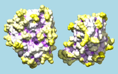 trypsin and inhibitor colored by convexity