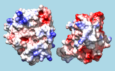 trypsin and inhibitor colored by Coulombic ESP