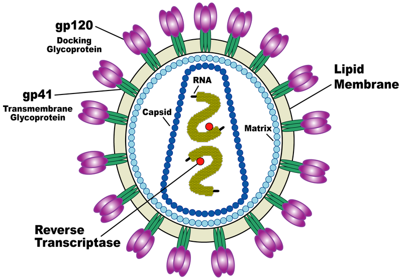 HIV Spikes